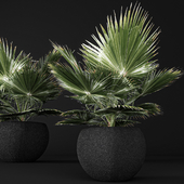 Brahea edulis. Brachea, fan palm, decorative, outdoor, indoor, black pot, flowerpot