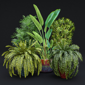 Set of indoor plants 9 (Strelitzia, reflex dracaena, chamedorea, fern).