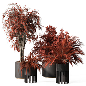 indoor Plant Set 384 - Red Plant in Black Pot