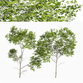 Quercus Variabilis 2tree02