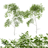 Quercus Variabilis tree01
