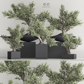Bonsai And Indoor Plant Set 55