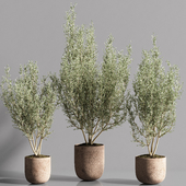 Indoor_Plant_olive_Set_10