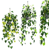 Hanging ivy