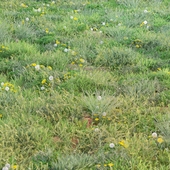 Весенне-летняя трава