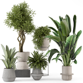 Indoor Plants  in rusty Concrete Pot - Set 782