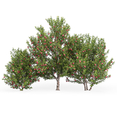 Pomegranate Trees #1 (Punica Granatum Trees #1)