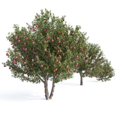 Pomegranate Trees #2 (Punica Granatum Trees #2)