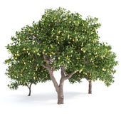 Lemon Tree No. 1 (Lemon Tree No. 1)
