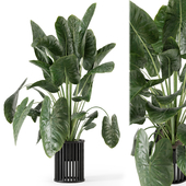 Indoor Plants  in Metal Pot - Set 794