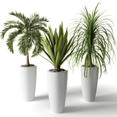 Комнатные растения в высоких кадках - три пальмы
