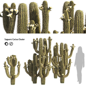 Saguaro Cactus Cluster of Arizona