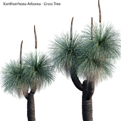 Xanthorrhoea Arborea - Grass Tree - 04