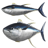 Fish Tuna