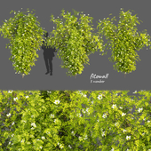 Collection plant vol 358 - bush - outdoor - leaf - fitowall - ivy