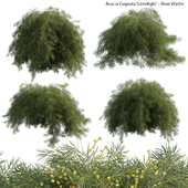 Acacia Cognata Limelight - River Wattle - 02