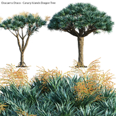 Dracaena Draco - Canary Islands Dragon Tree 04
