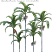 Archontophoenix Alexandrae - Alexander Palm - Northern Bangalow Palm