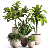 indoor Plant Set04