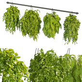 Collection plant vol 360 - hanging - ampelous - indoor - pothos - Boston Fern