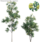 Lemonwood Tree - Pittosporum eugenioides 03