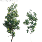 Lemonwood Tree - Pittosporum eugenioides 02