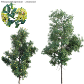 Lemonwood Tree - Pittosporum eugenioides