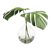 023 Monstera leaves indoor decor plant