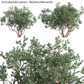 Arctostaphylos glauca - Big Berry Manzanita 03