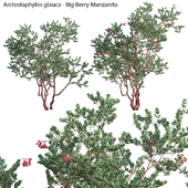 Arctostaphylos glauca - Big Berry Manzanita 02