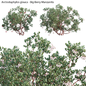 Arctostaphylos glauca - Big Berry Manzanita