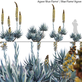 Agave Blue Flame 02