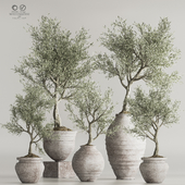 Olive Tree In Antique Pottery And Indoor Plant Set 67