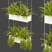 Collection plant vol 363 - fern - leaf - hanging - ampelous - 3dmodel