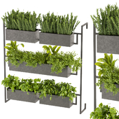 Collection plant vol 364 - box plant - rosemary - pothos - grass - bush - 3dmodel