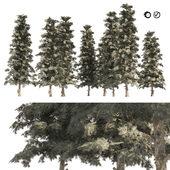 Blue Spruce Pine Trees
