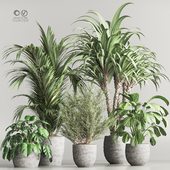 Indoor Plant Set 68
