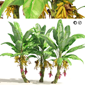 Banana tree plant cluster