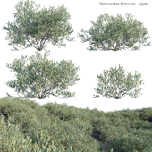 Simmondsia Chinensis - Jojoba