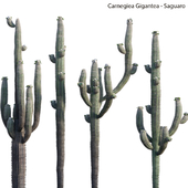 Carnegiea Gigantea - Saguaro