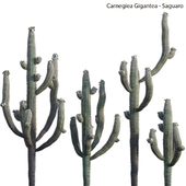 Carnegiea Gigantea - Saguaro 02