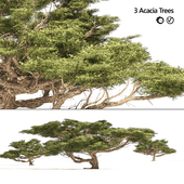 3 Acacia Trees