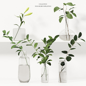 024 Collection of indoor decor plants 01