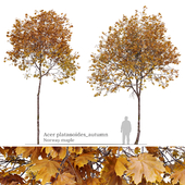 Acer platanoides (autumn)
