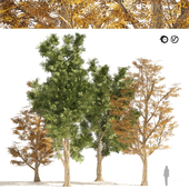 4 Summer & Fall London Plane Street Trees