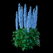 Delphinium