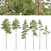 Pinus sylvestris_04