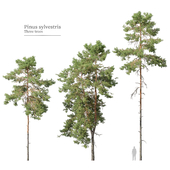 Pinus sylvestris_05