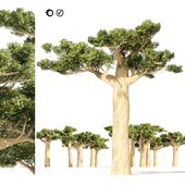 Madagascar Baobab Set Trees