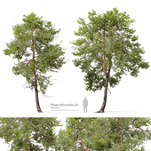 Pinus sylvestris_06
